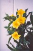 yellowflower01.jpeg